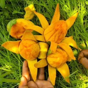 mango 3