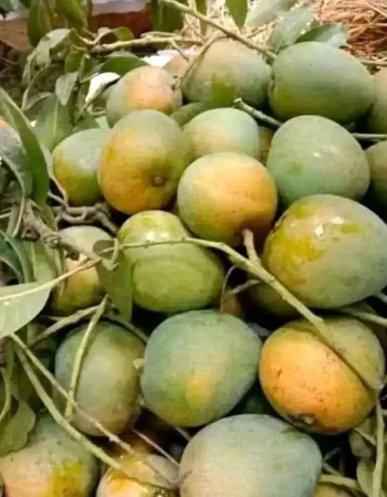 mango 1