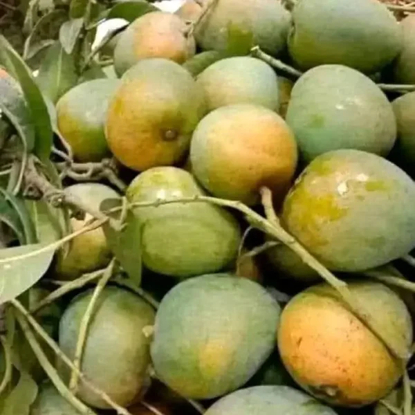 mango 1