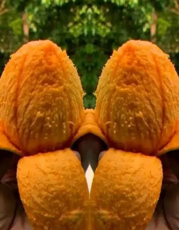 mango 2
