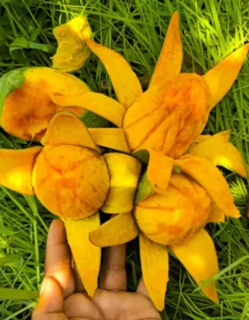 mango 3