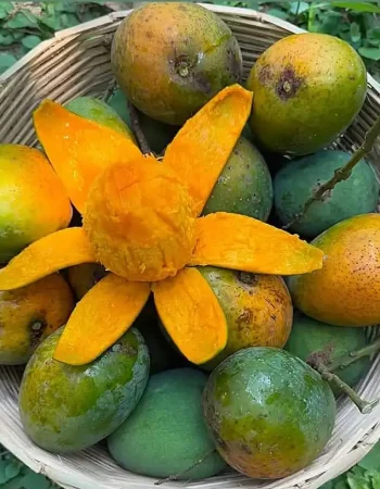 mango 3